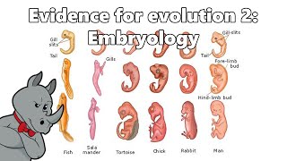 Evidence for Evolution  Embryology [upl. by Ylelhsa416]