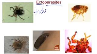 Ectoparasites [upl. by Ailegra]