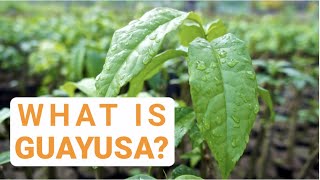 What is Guayusa [upl. by Ungley718]