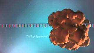 DNA replication  3D [upl. by Otirecul]