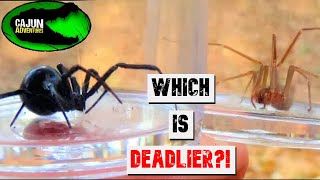 Black Widow VS Brown Recluse [upl. by Islehc]