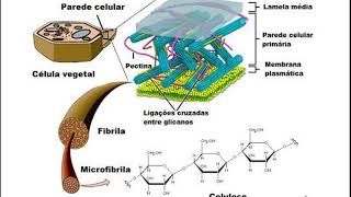 Parede Celular  Composição Química [upl. by Kerad413]