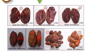 VIDEOTUTORIAL Medicion pH y acidez en cacao [upl. by Loggia]