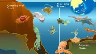 10 Facts About The Mariana Trench [upl. by Athalia520]