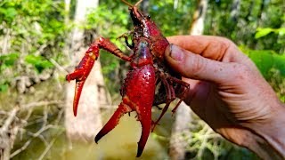 2500 mile Fishing Adventure  PART 3 Fishing Louisiana Catfish Frogs and Crawfish [upl. by Eidnalem]