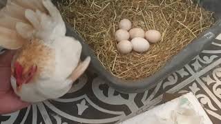 Serama Egg Hatching Story Day 1 to Day 22 Chicken Egg Hatching At Home By Cute Pet Hen In House [upl. by Frere]