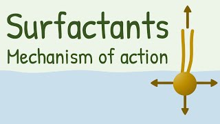 Surfactants Mechanism of Action [upl. by Haem]