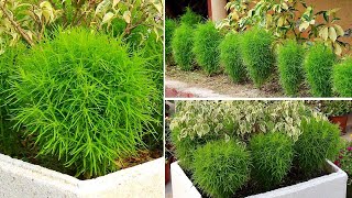 KOCHIA Plant CARE 101 amp 2 GREAT Ideas To GROW Them [upl. by Yeslaehc]