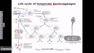 Lambda phage life cycle [upl. by Trust]