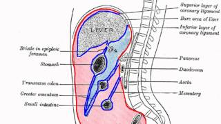 Peritoneal Cavity  Part 1  Anatomy Tutorial [upl. by Aubree268]