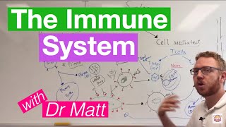 The Immune System Overview [upl. by Alvera]