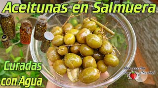 Aceitunas Curadas en Agua y Conservadas en Salmuera [upl. by Pahl]