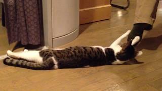 Funniest Cat Video Compilation 2024 [upl. by Airec]