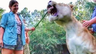 1000 POUND LIGER ENJOYS SOME CHICKEN  Myrtle Beach Safari [upl. by Elias323]