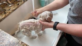 Bathing your Dog at Home Maltese [upl. by Medardas]