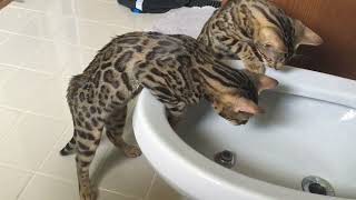 Bengal Cats Playing with Bidet Water [upl. by Adnilre]