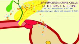 ENTEROENDOCRINE CELLS OF SMALL INTESTINE [upl. by Meean]