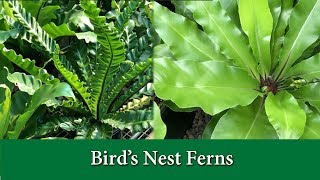 Birds Nest Ferns  How to Take Care of and Grow and Asplenium Varieties [upl. by Oehsen]