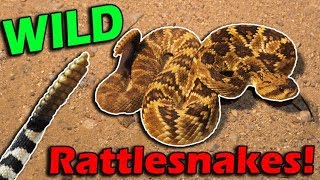 Meet Arizonas Rattlesnakes [upl. by Asimaj]