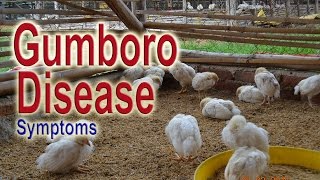 GUMBORO DISEASE in Chickens  Infectious Bursal Disease Symptoms IBD Poultry Diseases [upl. by Odracir]