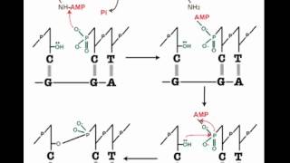 How DNA Ligation Works [upl. by Akihsal807]