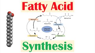 Fatty Acid Synthesis Pathway Overview Enzymes and Regulation [upl. by Stuckey]