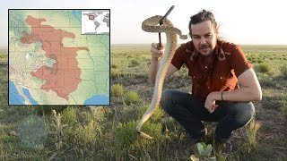 The Prairie Rattlesnake  Facts amp Information [upl. by Nohtiek]