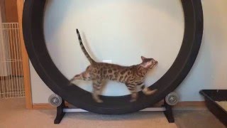 Bengal Cat Using One Fast Cat Exercise Wheel [upl. by Naryb]