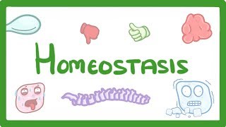 GCSE Biology  Homeostasis 54 [upl. by Nosrettap]