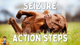 What to Do When Your Dog has a Seizure [upl. by Nosyrb154]