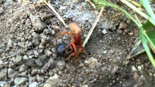 Woodlouse spider catches prey [upl. by Towrey]