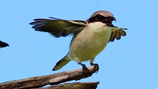 Loggerhead Shrike [upl. by Notsuoh]