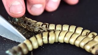 Whats Inside A Rattlesnake Rattle Close Up [upl. by Eiuqnimod767]