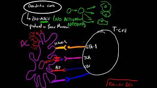 Immunology  Dendritic Cells and Antigen Presentation [upl. by Aihsakal581]