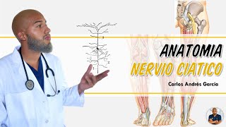 Anatomía  Nervio Ciático Origen Trayecto Ramos Colaterales y Terminales [upl. by Katherina]