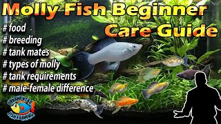 Molly Fish  Beginner Care Guide – breeding amp feeding [upl. by Idnerb918]