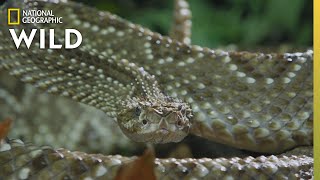 The Cascabel Rattlesnake  Worlds Deadliest Snakes [upl. by Atinaj]