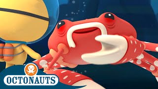 Octonauts  Giant Spider Crab amp The Pirate Parrotfish  Cartoons for Kids  Underwater Sea Education [upl. by Alahsal690]