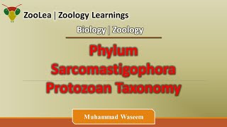 Phylum Sarcomastigophora Protozoan Taxonomy  ZooLea  Lesson 4  Biology Zoology [upl. by Dolhenty]