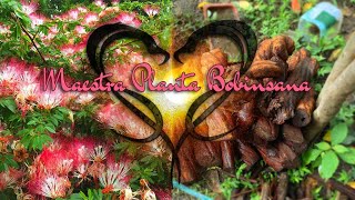 Ayahuasca With Bobinsana Master Plant Teacher of Opening the Heart [upl. by Nahor537]