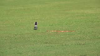 Loggerhead Shrike harasses Corn Snake [upl. by Elleivap70]