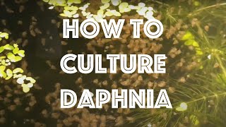 How To Culture Daphnia Magna [upl. by Colman]