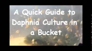 How to culture daphnia outside [upl. by Sivlek]