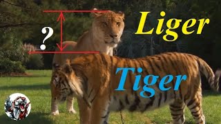 How big Liger is compare to lion and tiger [upl. by Norrek]