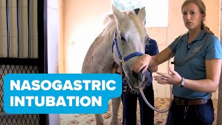 Equine Training Nasogastric Intubation [upl. by Garth]