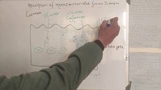 Absorption of Glucose in Intestine GI PHYSIOLOGY GI BIOCHEMISTRY MBBS BDS [upl. by Elorac236]