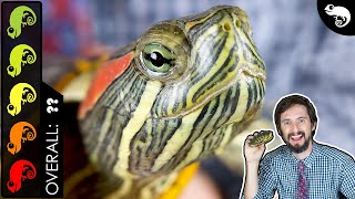 RedEared Slider The Best Pet Turtle [upl. by Anthony179]