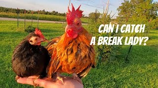 🐓 Serama Chickens  Hen vs Roosters patience 🐓 Miniature chicken drama [upl. by Sorac]