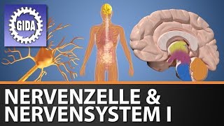 Trailer  Nervenzelle amp Nervensystem I  Biologie  Schulfim [upl. by Didier]