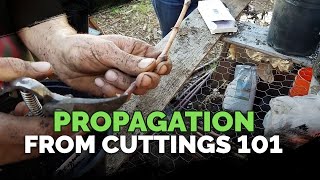 Propagating From Cuttings 101 [upl. by Drooff546]